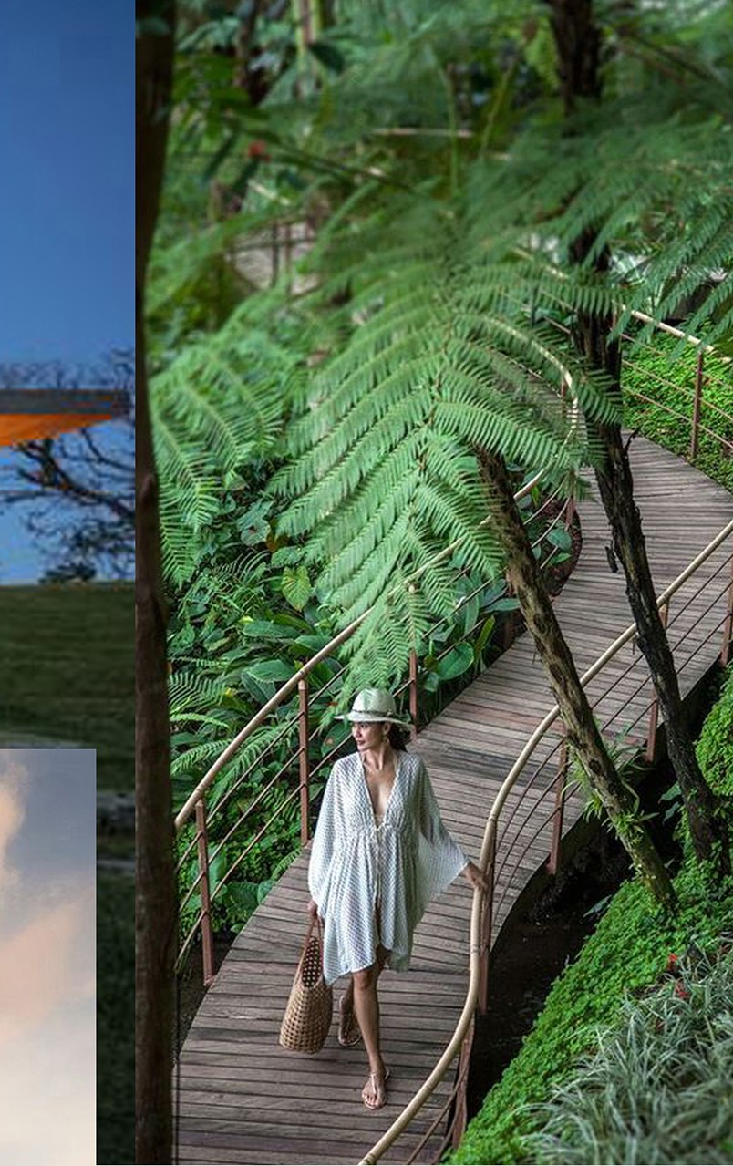 Elevated walkway through giant ferns