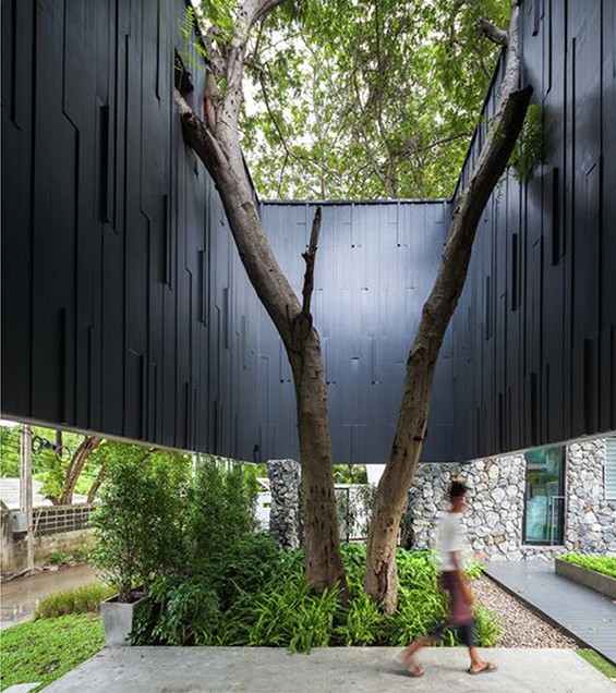 Villa Ballena — architecture built around an existing tree